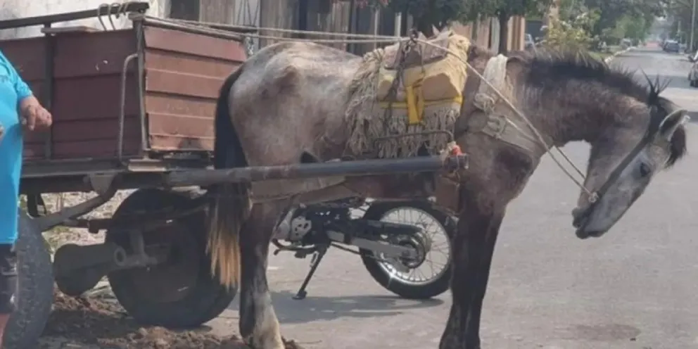 Cómo denunciar el maltrato a los caballos que tiran los carros
