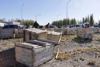 Perdió varios bines de manzana sobre la ruta y los vecinos aprovecharon para llevarse parte de la carga