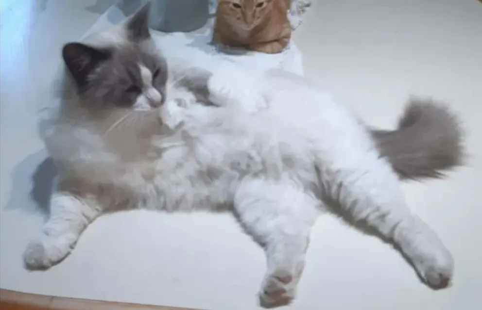Ofrecen $150 mil de recompensa por su gatito 