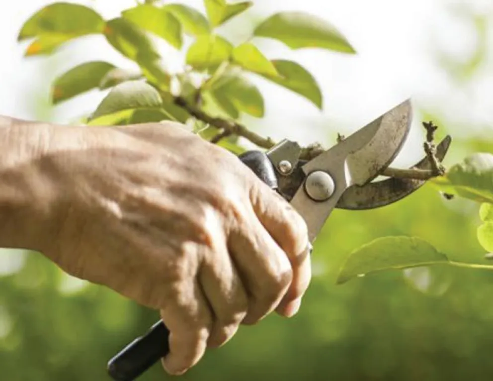 Se encuentra abierta la preinscripción al taller “Poda en vid de vinificar y de mesa”