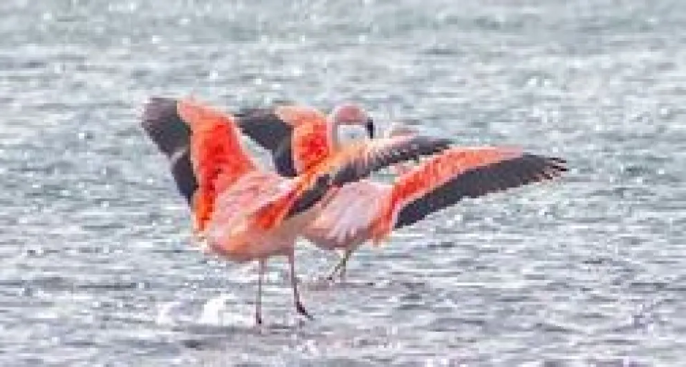 Nueva fecha para la observación de aves en Paso Córdoba: ¿Cuándo será?