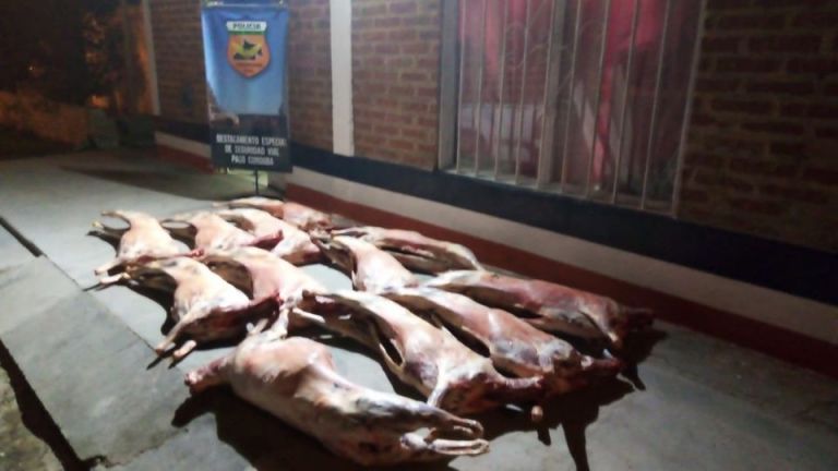 Con lo cara que está la carne… Secuestran doce corderos faenados en Paso Córdoba