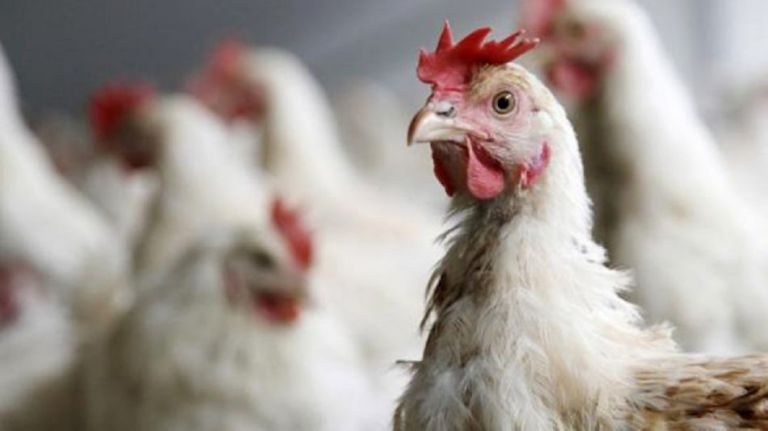 Pollolín está al 30 % de su capacidad y lentamente se recupera de la gripe aviar