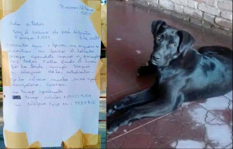 Ayudemos a este vecino a difundir: no tiene Facebook y pide colaboración para encontrar a su perro