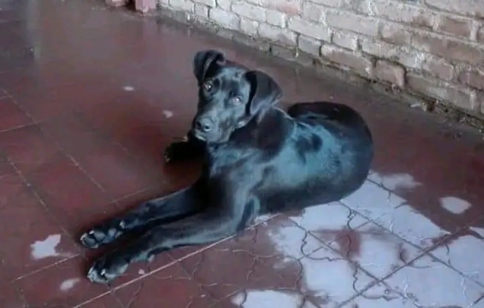 ¿Lo viste en algún lado? "Sandu" no aparece y su dueño está desesperado por encontrarlo