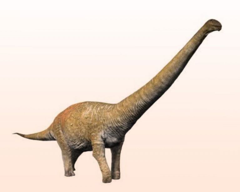 El nuevo dino gigante tiene nombre: “Chucarosaurus”, y fue el más grande de Río Negro
