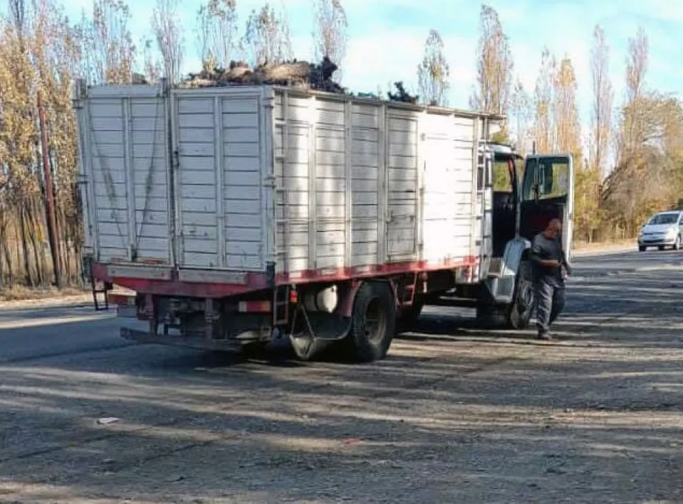 De manera ilegal cruzó con 8 toneladas de madera y fueron multados en Roca