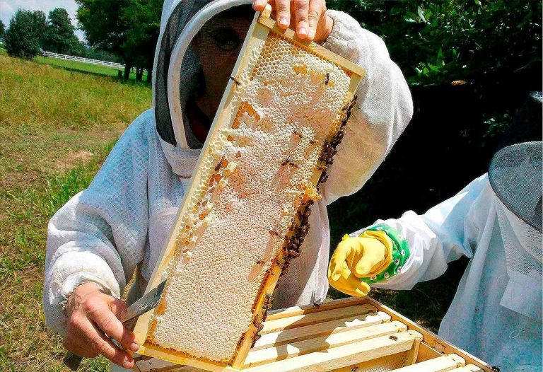 Una buena para los productores: solo la miel podrá incluir ilustraciones con abejas o panales en sus etiquetas