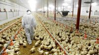 Una empresa avícola regional perdió $ 600 millones por la epidemia de gripe aviar