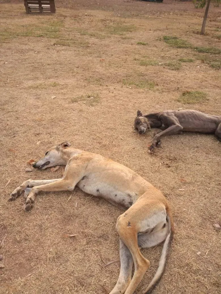 ¡Cuiden a sus mascotas! Un asesino de perros anda suelto por Stefenelli