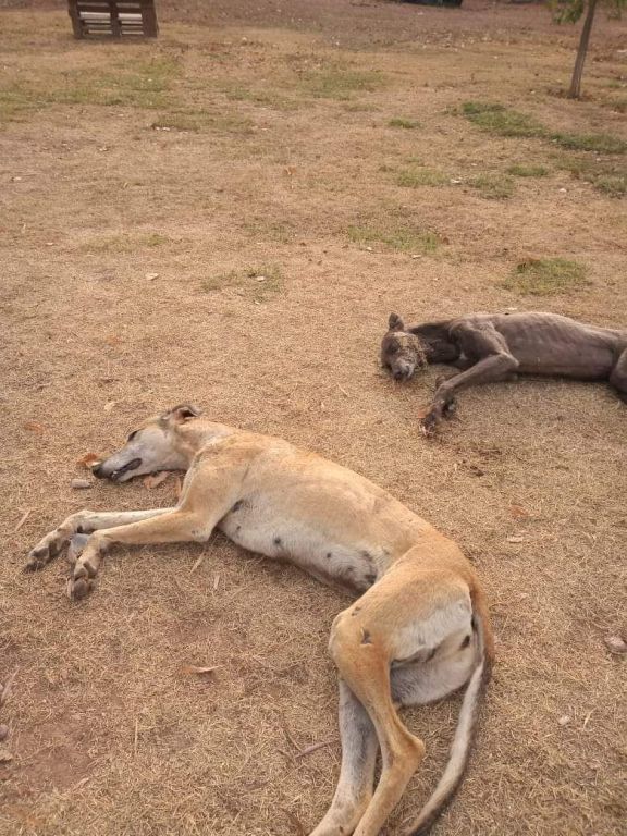 ¡Cuiden a sus mascotas! Un asesino de perros anda suelto por Stefenelli