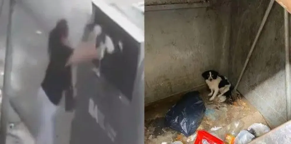 Solicitan elevar a juicio oral la causa contra la mujer que tiró a su perra en un tacho de basura