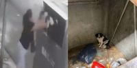 Solicitan elevar a juicio oral la causa contra la mujer que tiró a su perra en un tacho de basura