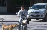 ¿Quién es responsable por los daños que provoca un perro suelto?