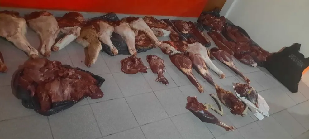 Faenaron guanacos, corderos y hasta un choique: los descubrieron en un control policial