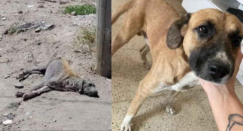 A Fortunato lo rescataron hace dos años y ahora necesita un hogar 