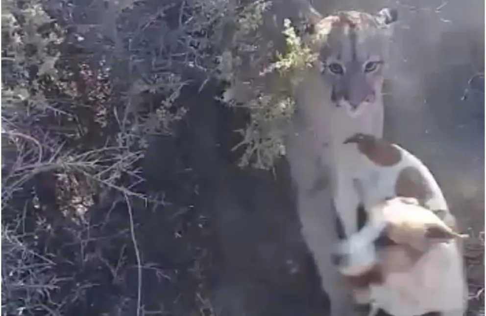 Un puma se defendió del ataque de los perros y ambas especies quedaron lastimadas 