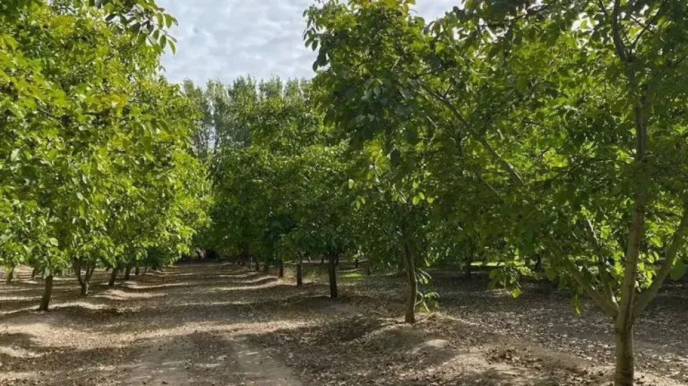 Fruticultura: más de mil millones para productores para mitigar efectos del cambio climático