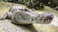 ¡Una locura! un cocodrilo hembra se embarazó sin la ayuda de un macho