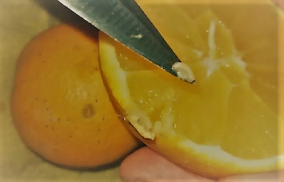 Un turista ingresó con frutas llenas de larvas a la región y tuvieron que decomisarlo