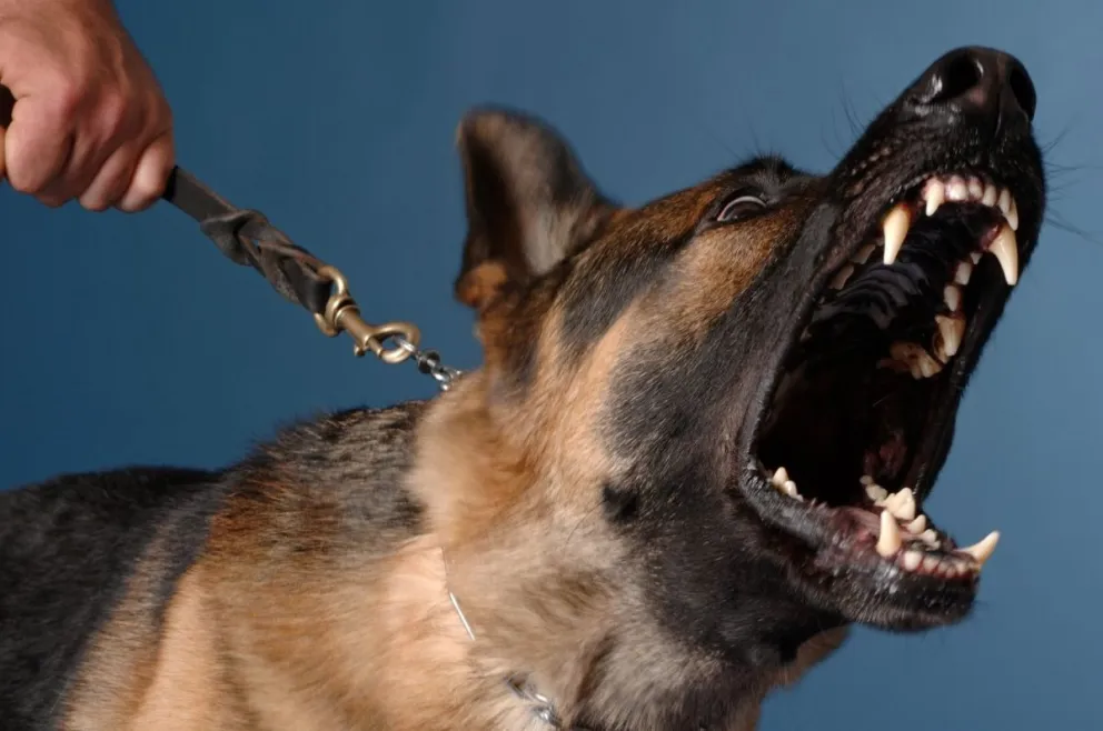 Violencia extrema: un hombre mató de varias puñaladas al perro que mordió a su mascota
