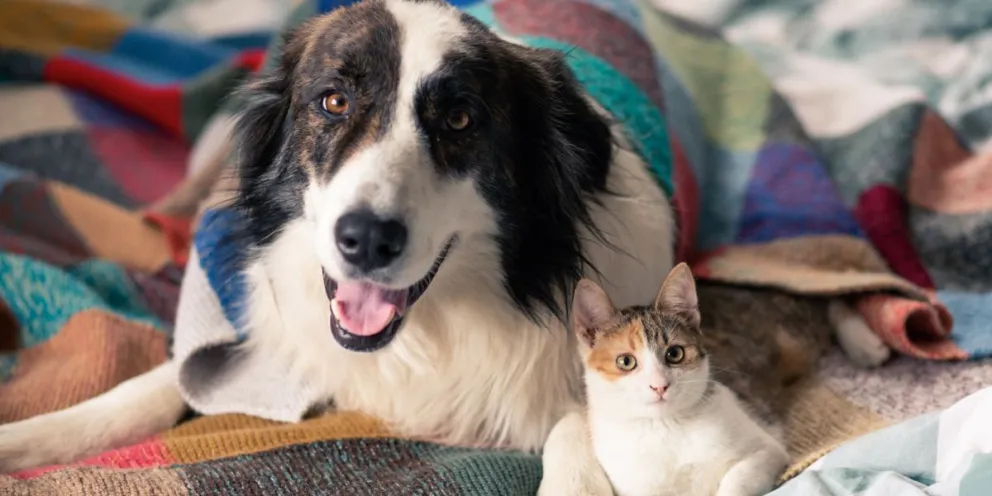 Castraciones para perros y gatos: último día de turnos